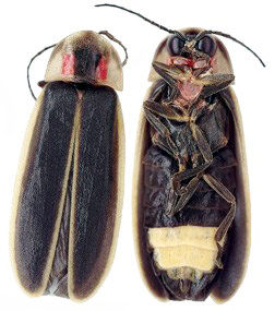 we lil bugs.jpg
